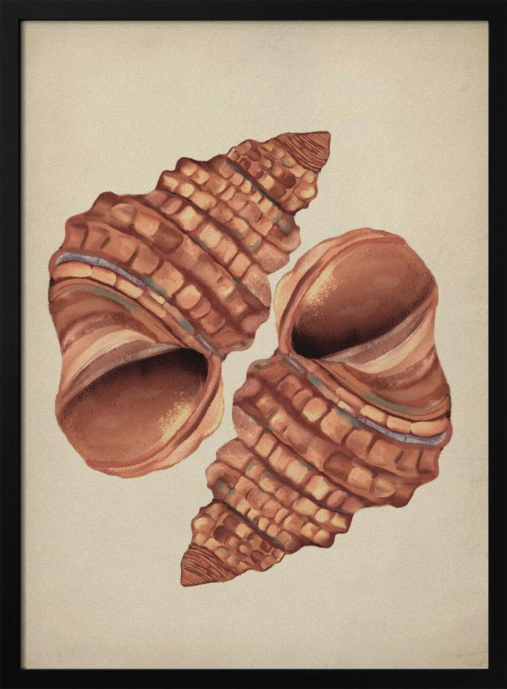 Seashell vintage | Poster