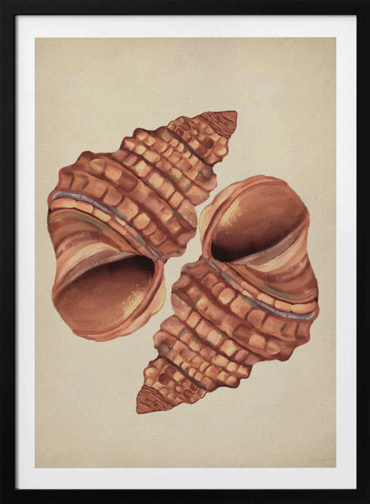 Seashell vintage | Poster