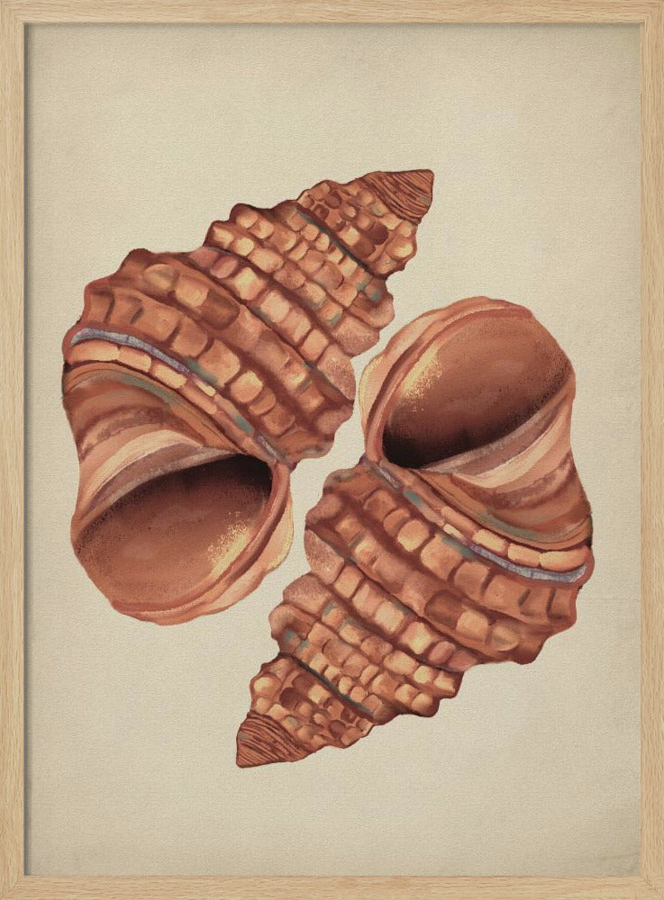 Seashell vintage | Poster