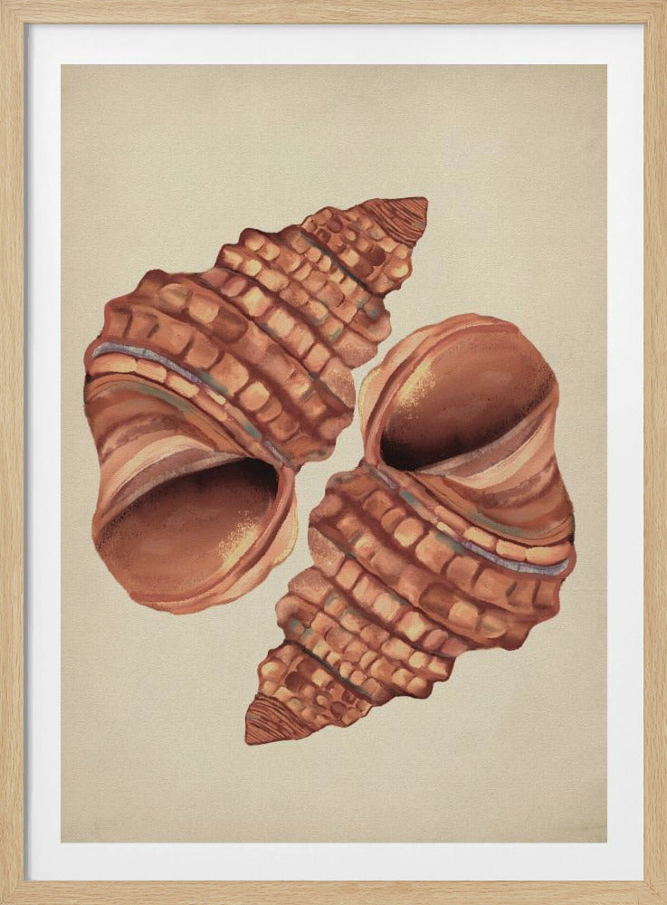 Seashell vintage | Poster