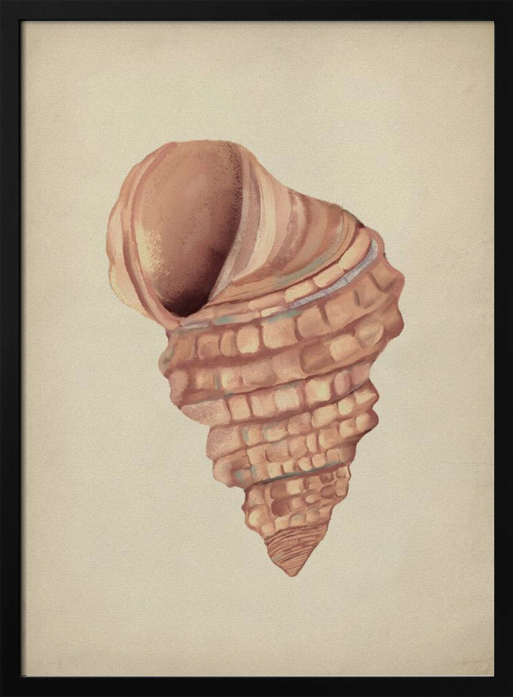 Pink seashells | Poster