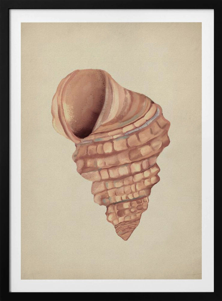 Pink seashells | Poster