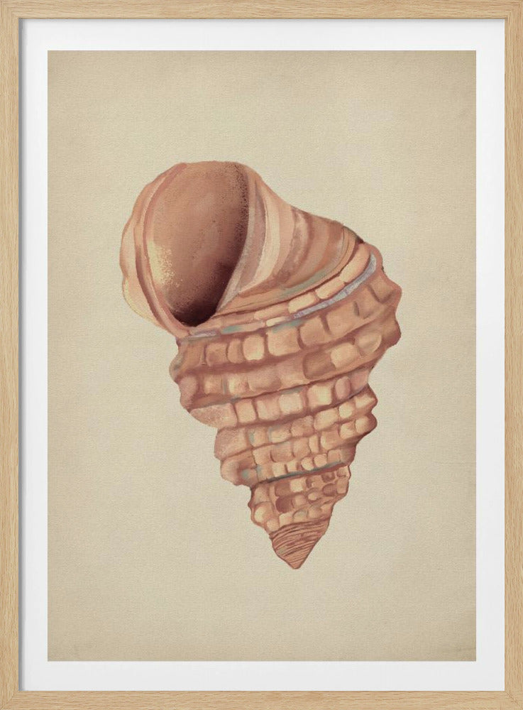Pink seashells | Poster