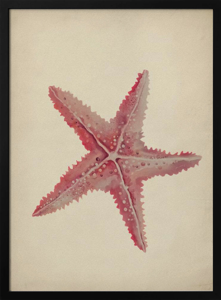 Vintage starfish painting | Poster