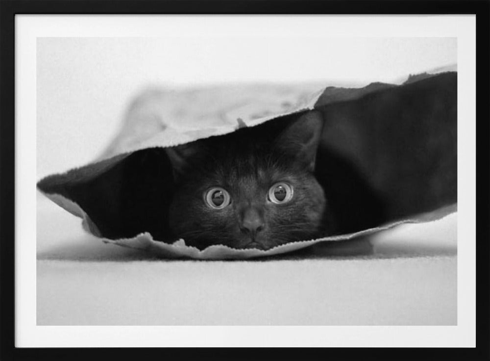 Cat in a bag | Poster