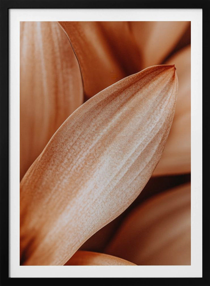Amber Petal Elegance | Poster