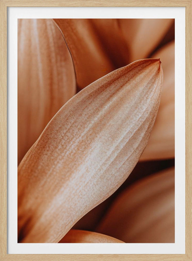 Amber Petal Elegance | Poster