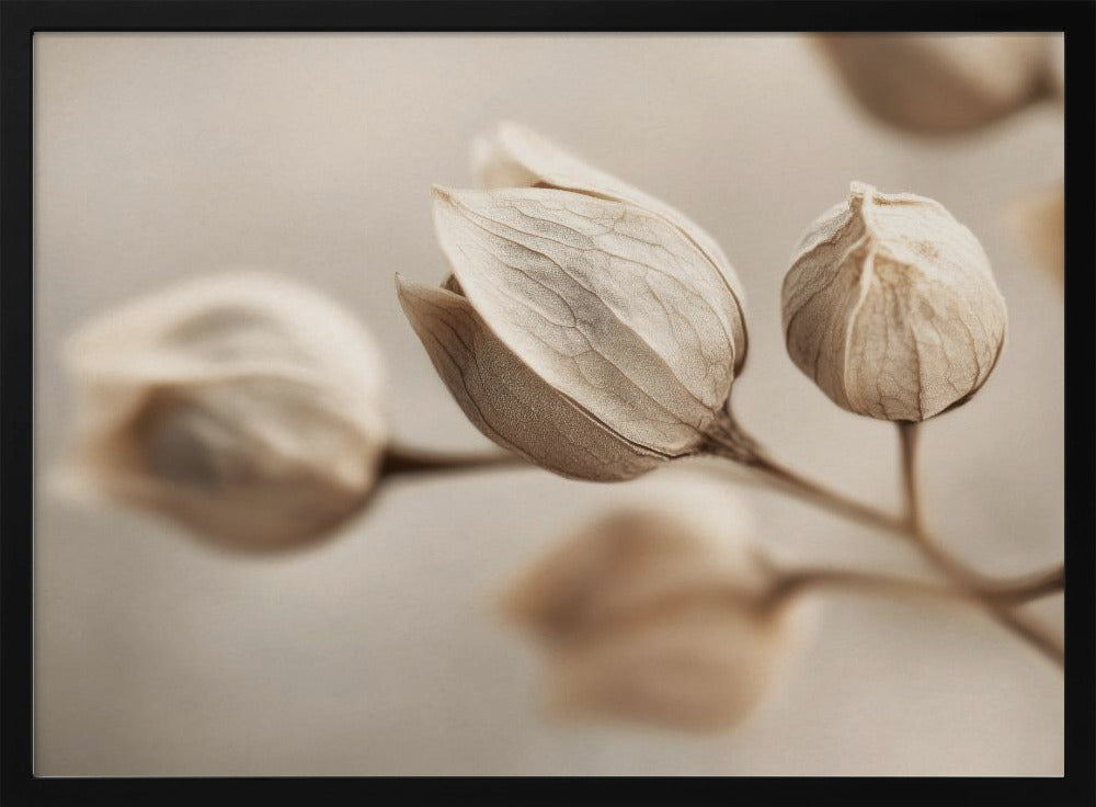 Whispering Petals | Poster