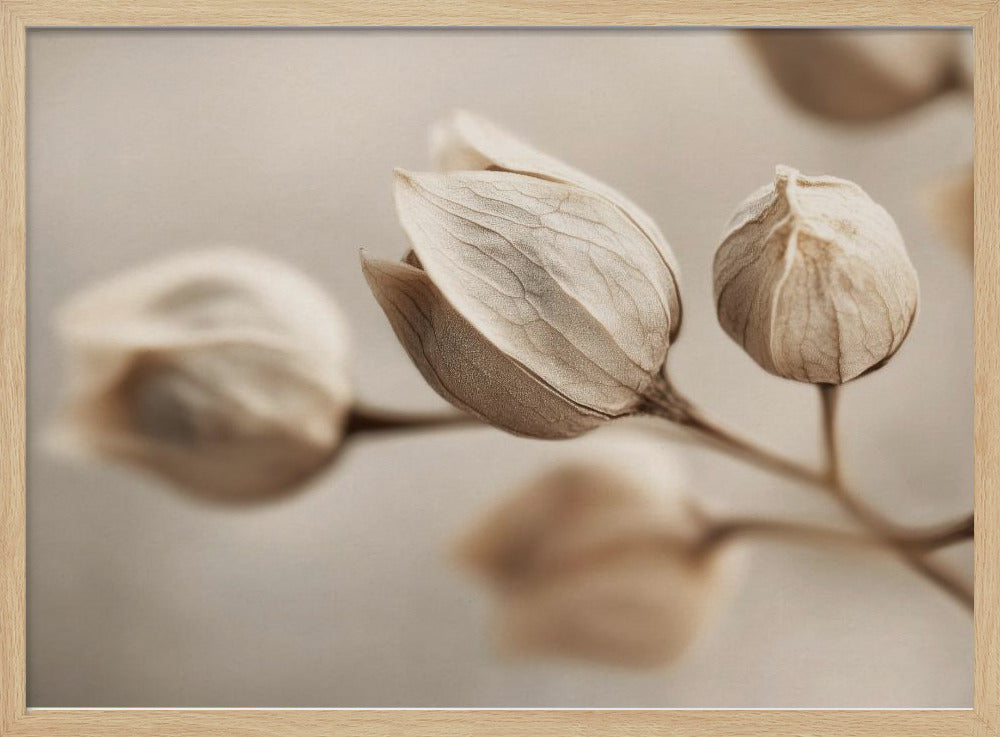 Whispering Petals | Poster