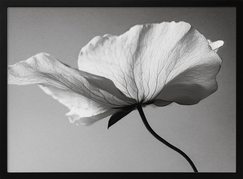 Delicate Petal Dance | Poster