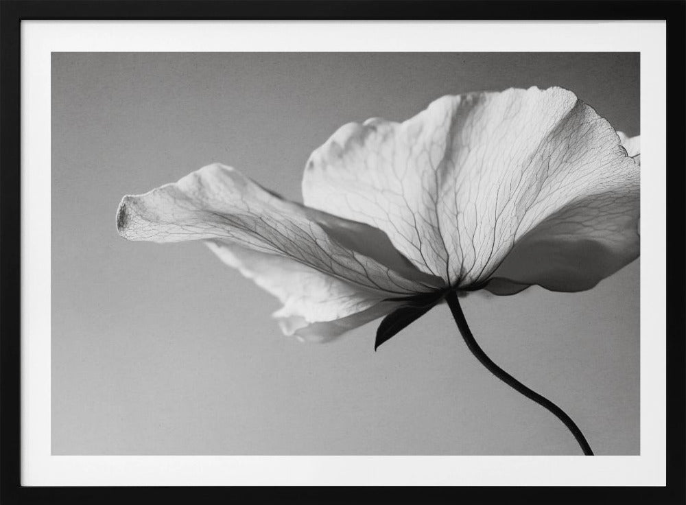 Delicate Petal Dance | Poster