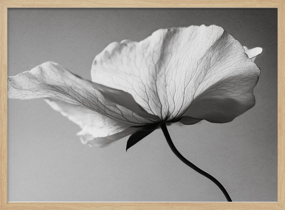 Delicate Petal Dance | Poster