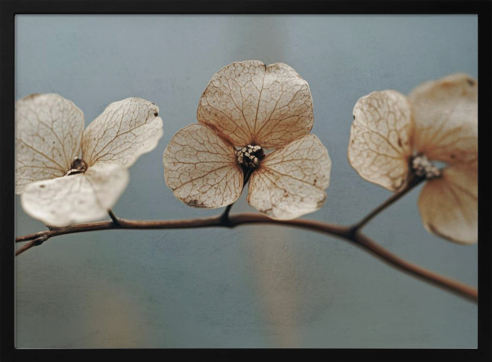 Whispering Petals | Poster