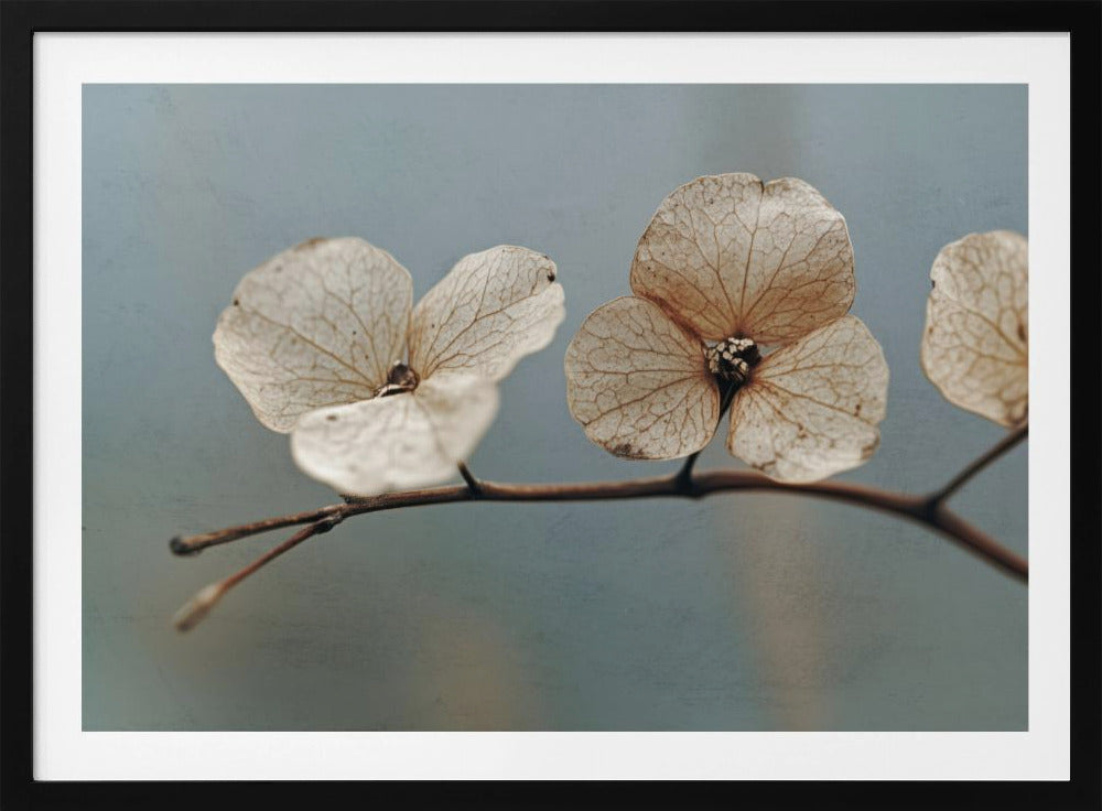 Whispering Petals | Poster