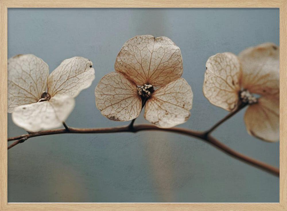 Whispering Petals | Poster