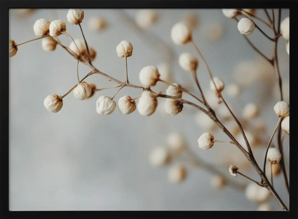 Dried Elegance | Poster