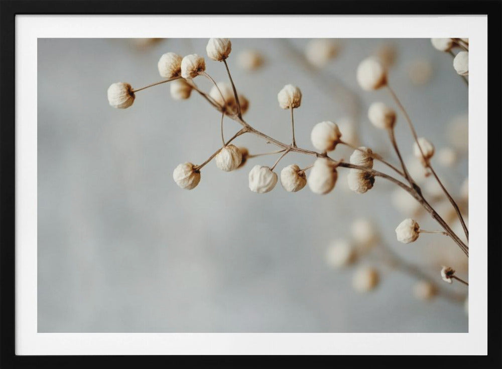 Dried Elegance | Poster