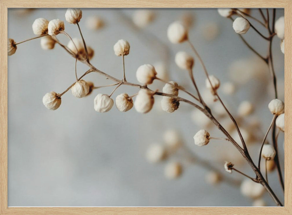 Dried Elegance | Poster