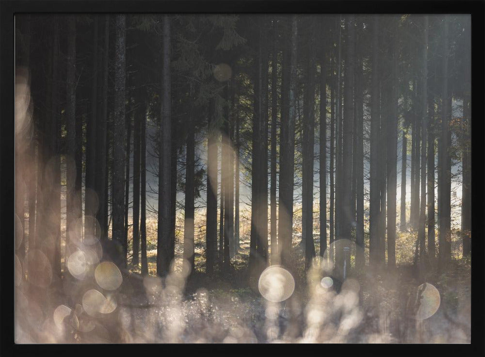 Forest Glow 1 | Poster