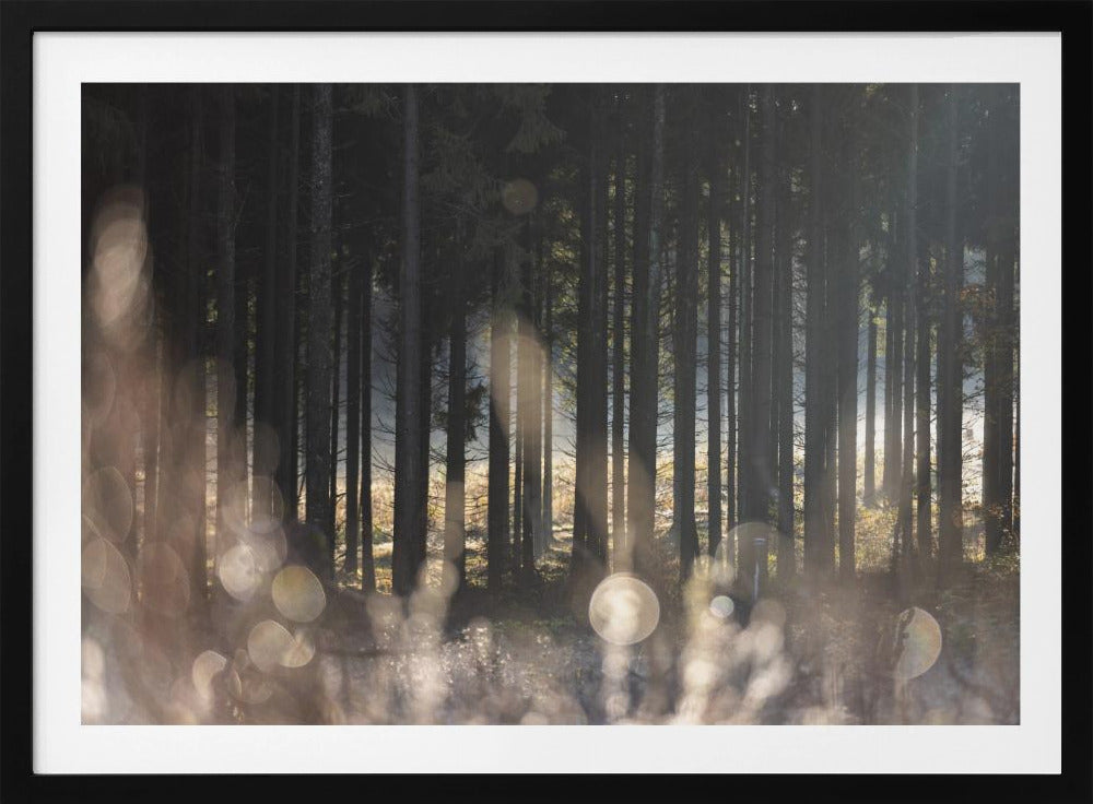 Forest Glow 1 | Poster