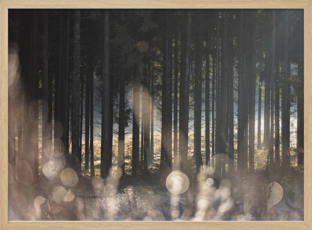 Forest Glow 1 | Poster