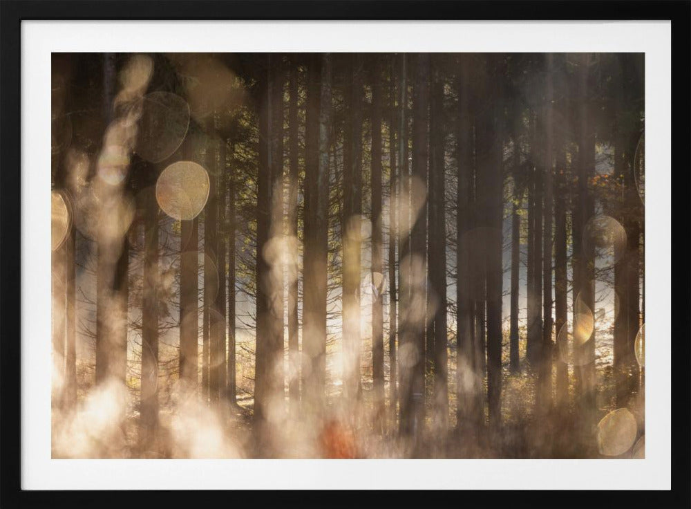 Forest Glow 2 | Poster