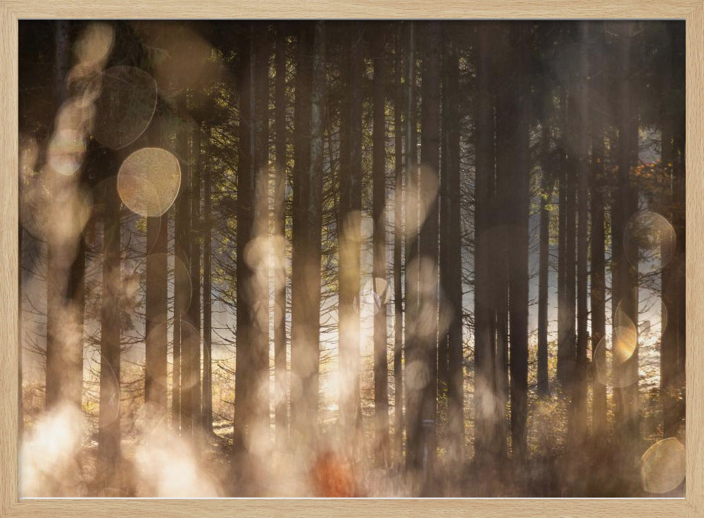 Forest Glow 2 | Poster