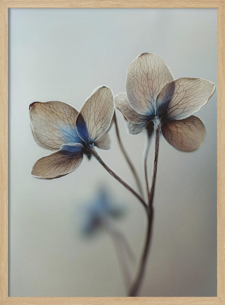 Whispers of Petals | Poster