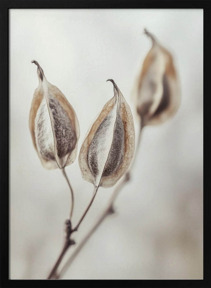 Whispering Pods | Poster