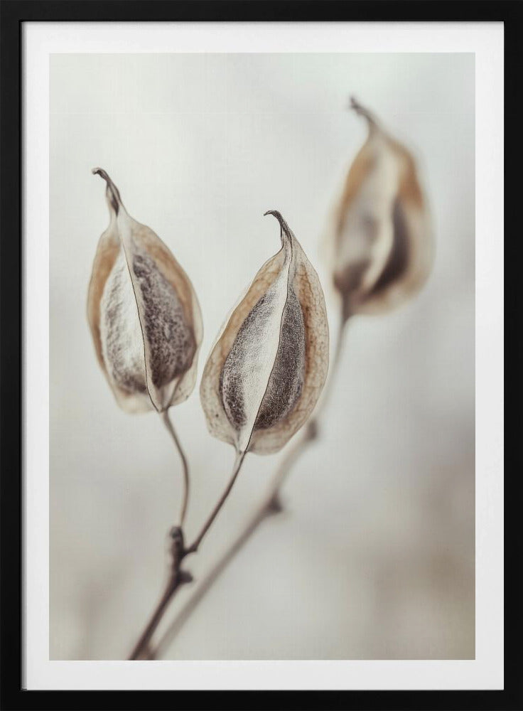 Whispering Pods | Poster