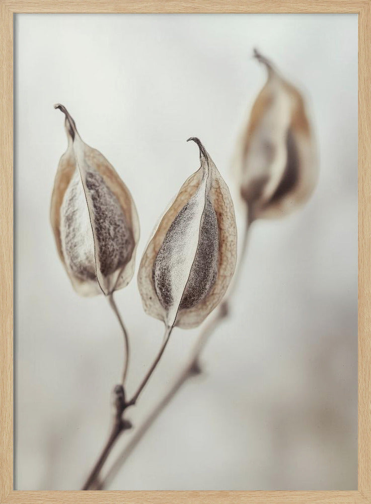 Whispering Pods | Poster