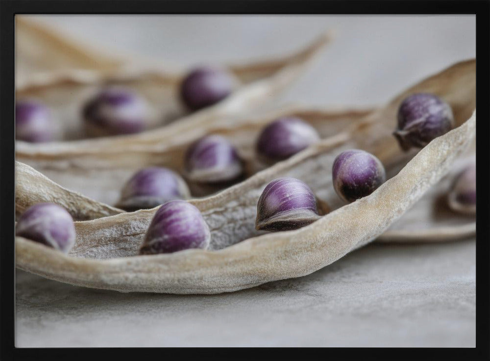 Purple Seed Symphony | Poster