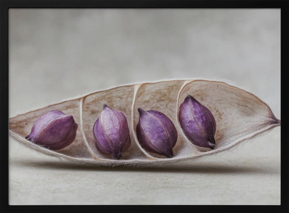 Purple Pod Harmony | Poster