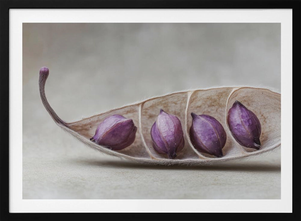 Purple Pod Harmony | Poster