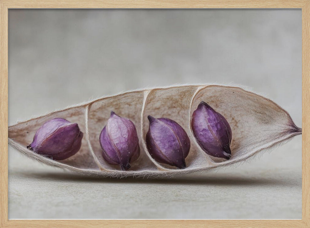 Purple Pod Harmony | Poster