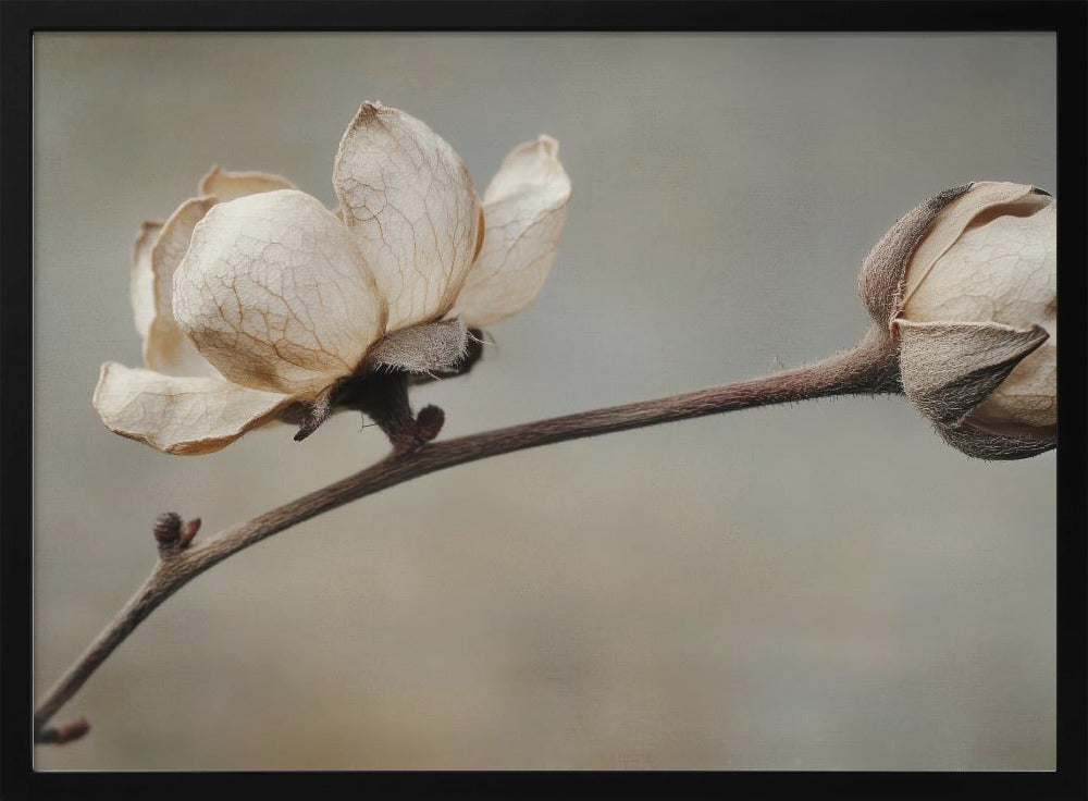 Delicate Petals | Poster