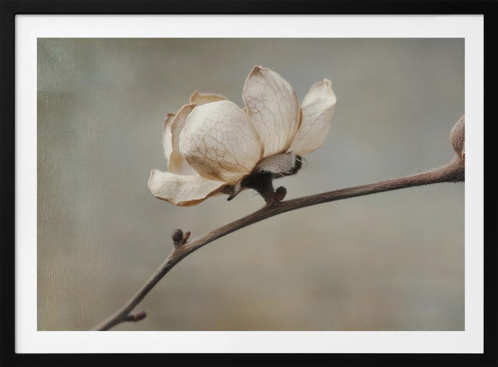 Delicate Petals | Poster