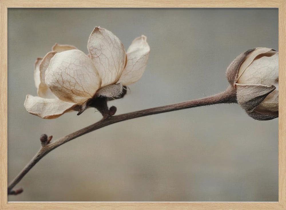 Delicate Petals | Poster