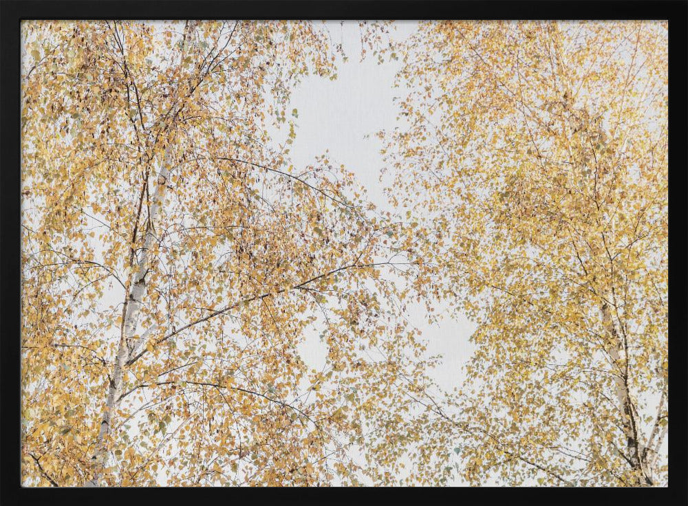 Birch Trees | Poster