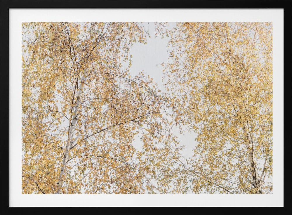 Birch Trees | Poster