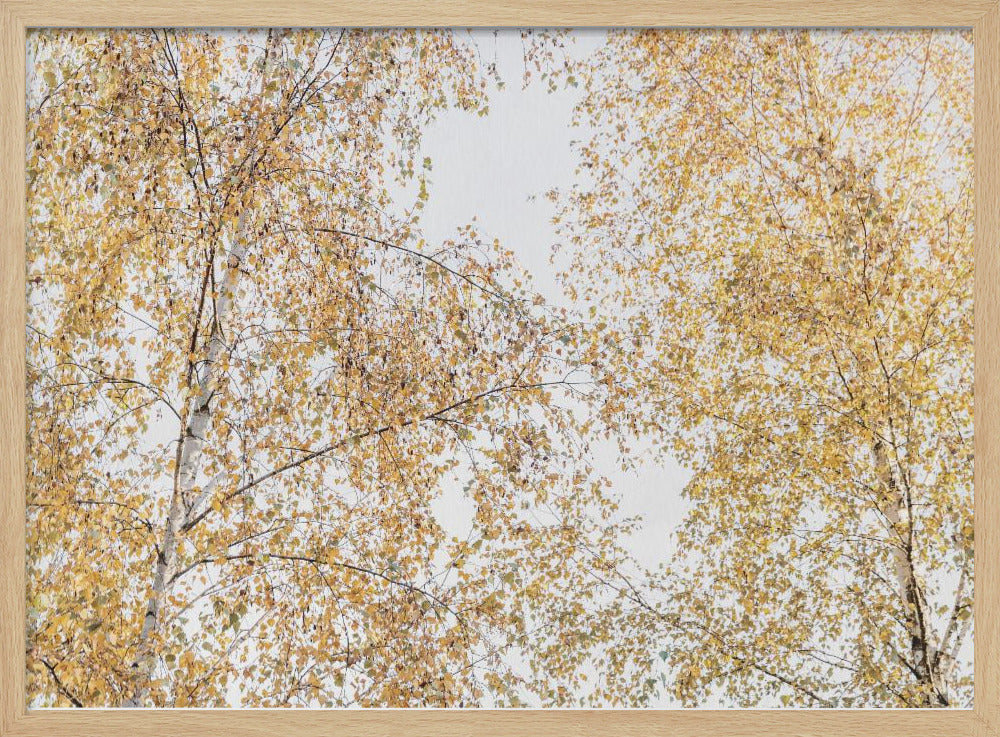 Birch Trees | Poster