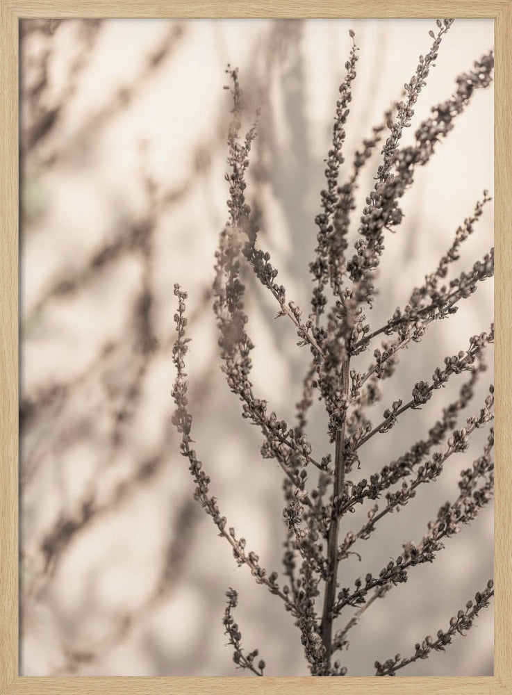 Summer Shadows 7X | Poster