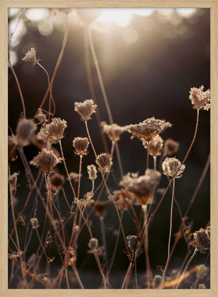 Warm Winter Light 2 | Poster