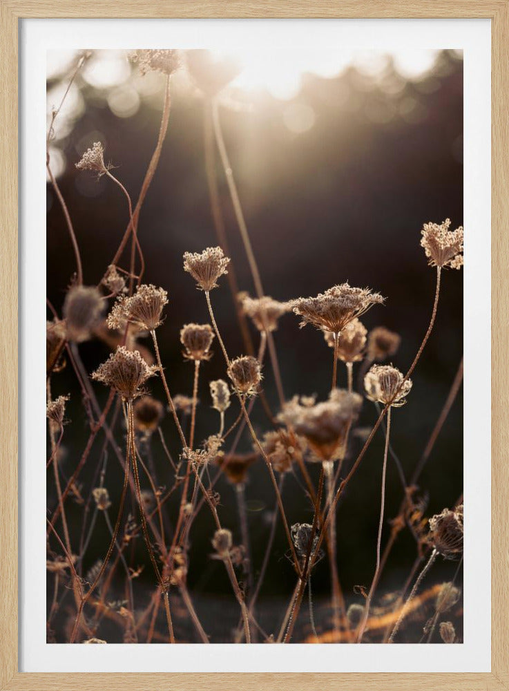 Warm Winter Light 2 | Poster