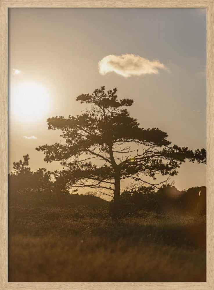 Tree In the Dunes 1 | Poster