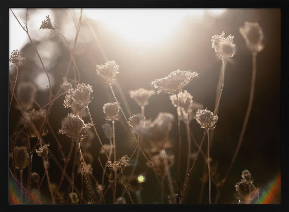 Warm Winter Light 3 | Poster