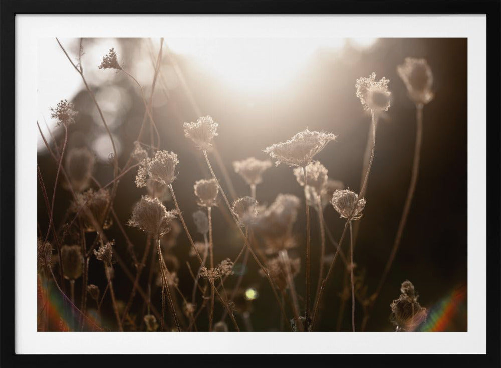 Warm Winter Light 3 | Poster