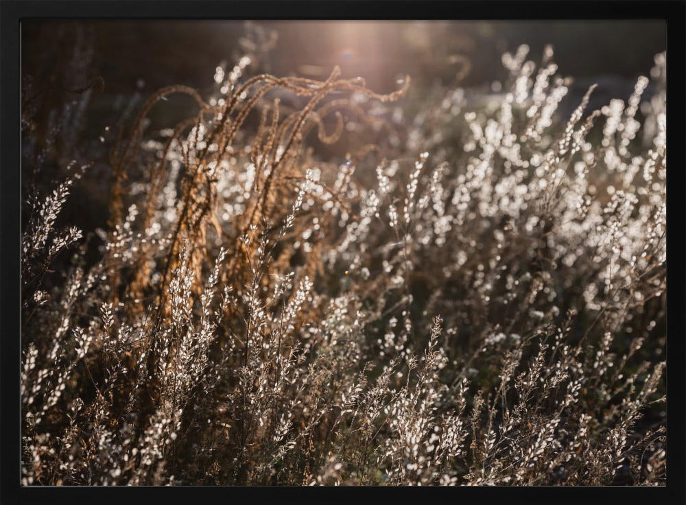 Warm Winter Light 4 | Poster