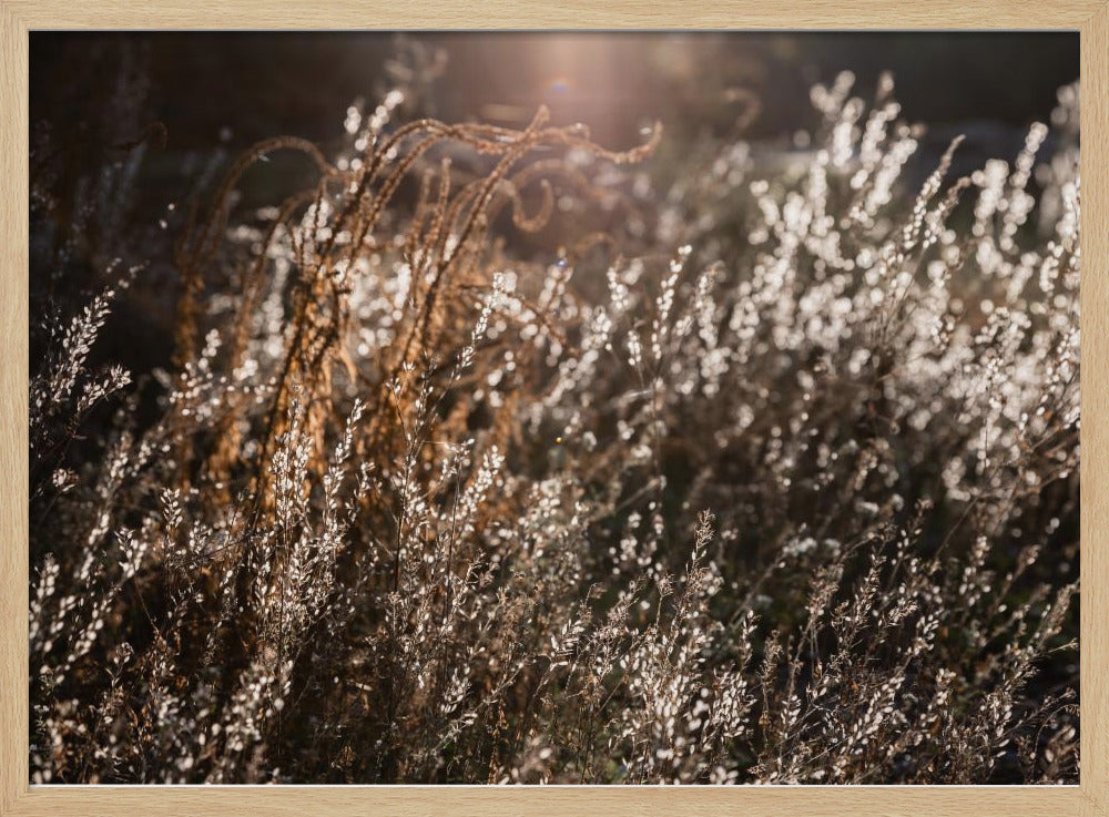 Warm Winter Light 4 | Poster