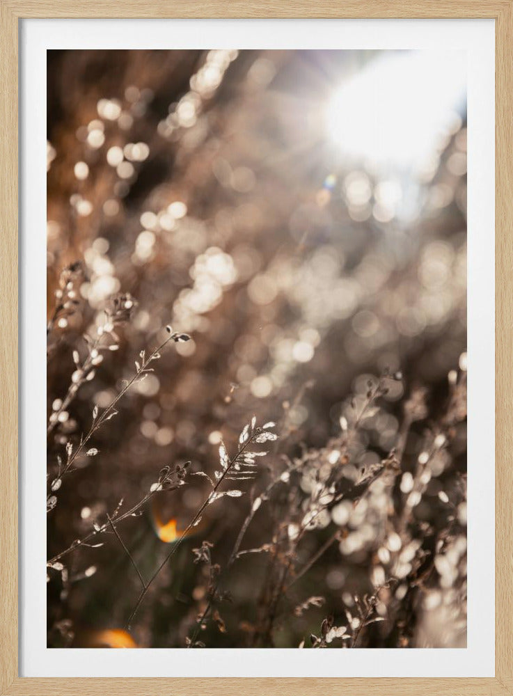 Warm Winter Light 6 | Poster